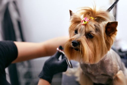 Destiny's Grooming - Yorkshire Terrier getting haircut
