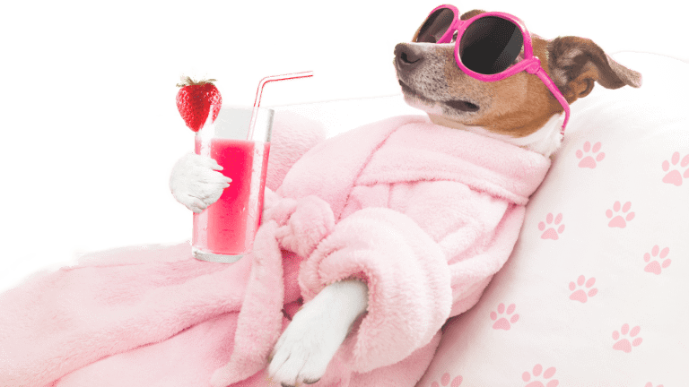 Destinys Grooming - Dog In Robe Relaxing
