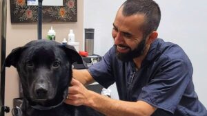Male groomer grooming black Labrador Retriever - Destiny's Grooming
